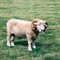 Picture of exmoor horn ram standing on grass
