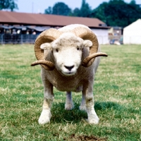 Picture of exmoor horn sheep looking at camera