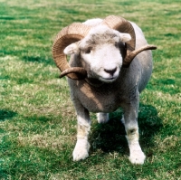 Picture of exmoor horn sheep standing on grass