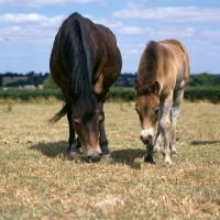 Picture of Exmoor mare and foal grazing