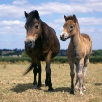 Picture of Exmoor mare and foal