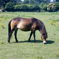 Picture of Exmoor mare grazing