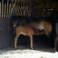 Picture of Exmoor mare in a stable with foal suckling