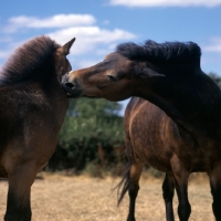 Picture of Exmoor mare nibbling her foal