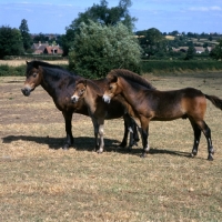 Picture of Exmoor mare with foal and youngster 