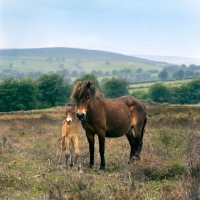 Picture of Exmoor mare with foal on Exmoor