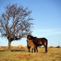 Picture of Exmoor mare with foal suckling