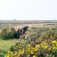 Picture of Exmoor mare with her foal on Exmoor