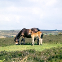 Picture of Exmoor mare with her foal on Exmoor