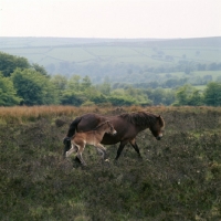 Picture of Exmoor mare with her foal on Exmoor