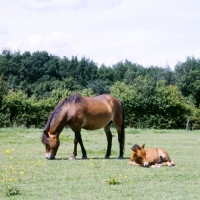Picture of Exmoor mare with her foal