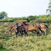 Picture of Exmoor mares and foals on Exmoor one mare bites a foal
