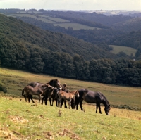 Picture of Exmoor mares with foals on Exmoor