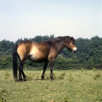 Picture of Exmoor mare