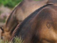 Picture of Exmoor Ponies grazing