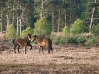 Picture of Exmoor Ponies greeting each other