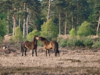 Picture of Exmoor Ponies looking at each other