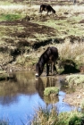 Picture of exmoor ponies on exmoor, one drinking