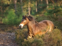 Picture of Exmoor Pony amongst greenery