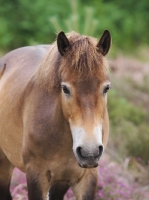 Picture of Exmoor Pony, blurred background