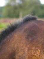 Picture of Exmoor pony coat