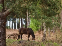 Picture of Exmoor Pony grazing in forest