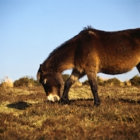 Picture of Exmoor pony grazing on Exmoor in winter