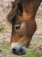 Picture of Exmoor pony grazing