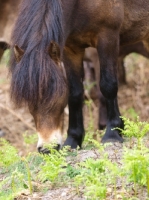 Picture of Exmoor Pony grazing