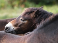 Picture of Exmoor Pony grooming another