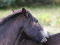 Picture of Exmoor Pony grooming back