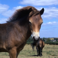 Picture of Exmoor pony head and shoulder showing mealy muzzle