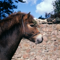 Picture of Exmoor pony head study
