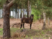 Picture of Exmoor Pony in forest