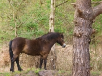 Picture of Exmoor Pony in forest