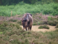 Picture of Exmoor Pony in greenery