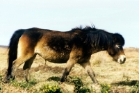 Picture of exmoor pony in winter walking on exmoor