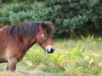 Picture of Exmoor Pony looking ahead