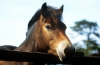 Picture of exmoor pony looking over a fence, portrait