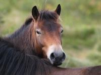 Picture of Exmoor Pony looking over another horse