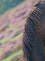 Picture of Exmoor pony, mane