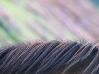 Picture of Exmoor Pony mane