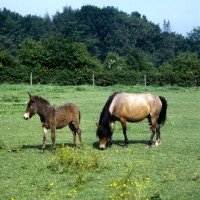 Picture of exmoor pony mare with mule foal