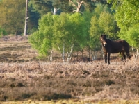 Picture of Exmoor Pony on edge of forest
