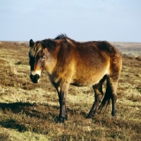 Picture of Exmoor pony on Exmoor in winter