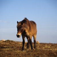 Picture of Exmoor pony on Exmoor in winter