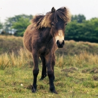 Picture of Exmoor pony on Exmoor