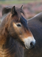 Picture of Exmoor Pony portrait, looking away