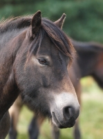 Picture of Exmoor Pony portrait, looking ahead