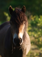 Picture of Exmoor Pony portrait, looking at camera